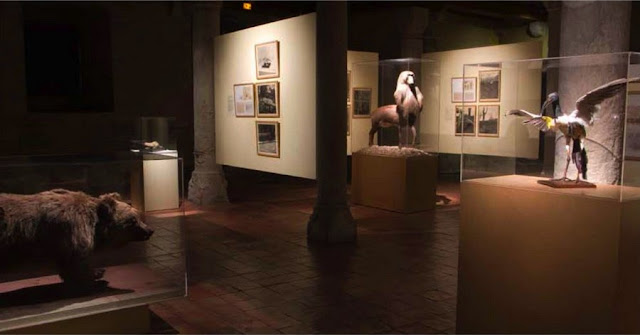 FONTCUBERTA Joan, "Fauna", 1985-1989, vue de l'exposition (Musée-Château d'Annecy, 2008)