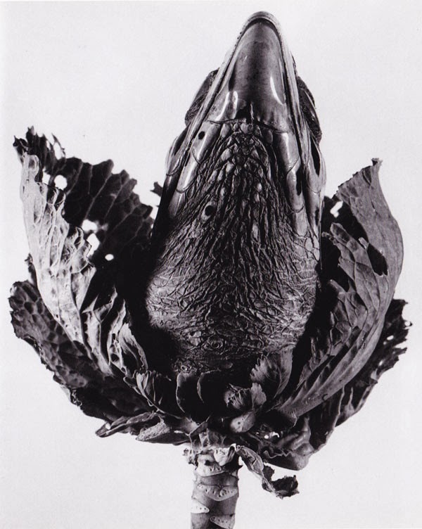 FONTCUBERTA Joan, "herbarium" Lavandula angustifolia, 1984 tirage gélatino-argentique