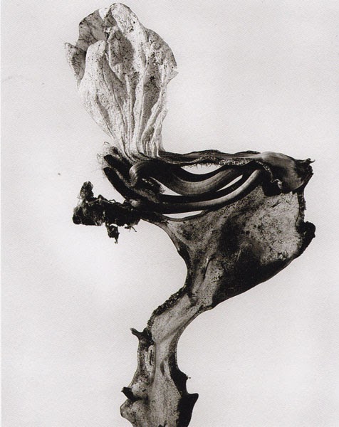 FONTCUBERTA Joan, "herbarium", Guillumetta polymorpha, 1982, tirage gélatino-argentique.