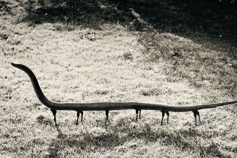 Joan Fontcuberta