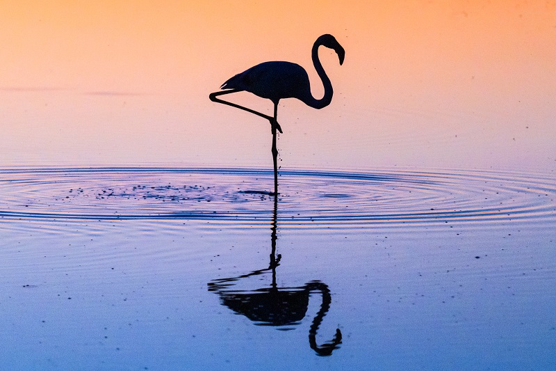 Flamant rose en camargue