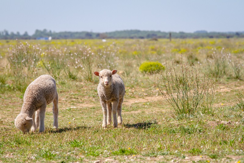 mouton dans la crau