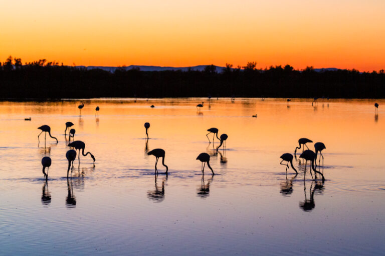 Escapade en Camargue