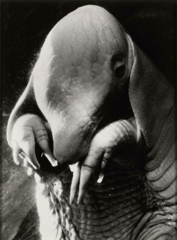 Portrait d'Ubu, foetus de Tatou pris en gros plan par Dora Maar, photomontage surréaliste